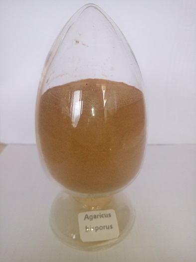 方格*雙孢蘑菇提取物