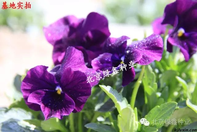 供應(yīng)LVXIN牌三色堇花種