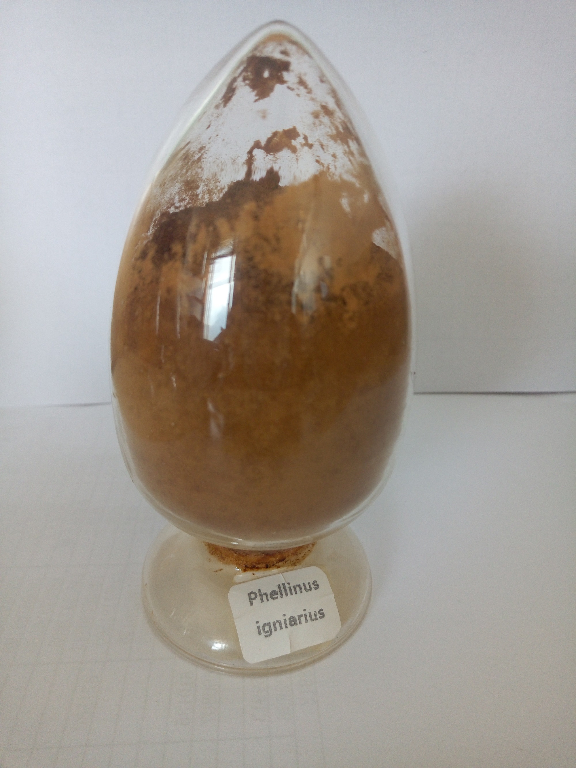 方格*桑黃提取物