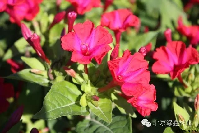 供應(yīng)LVXIN牌紫茉莉花種