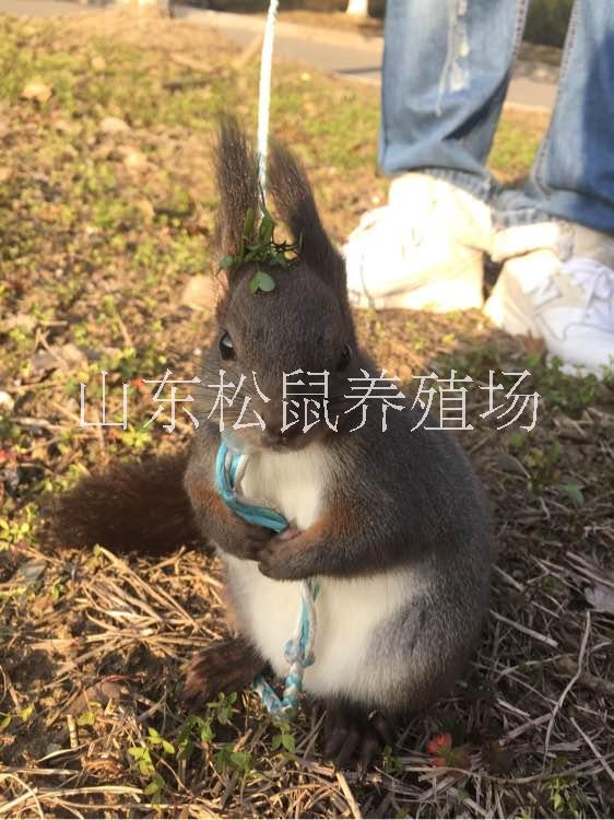 魔王*多少錢一只 魔王*多少錢一只*馴養(yǎng)在哪里可以買到魔王*