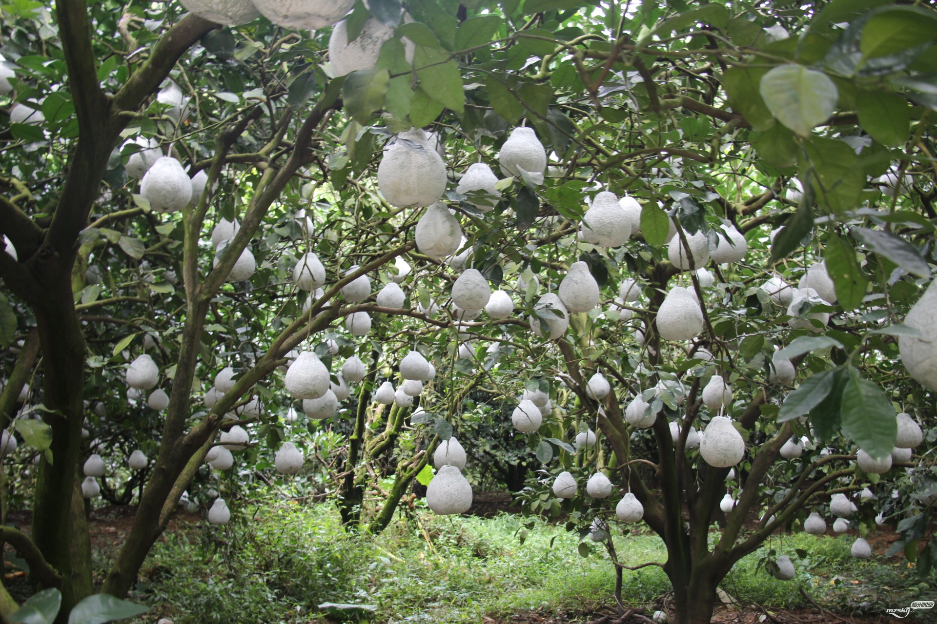 白皮柚 白皮柚銷售商