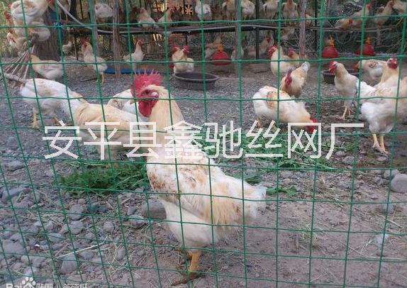 鐵絲網(wǎng)養(yǎng)雞場圍欄網(wǎng)@養(yǎng)雞場圍欄網(wǎng)@養(yǎng)雞場圍欄網(wǎng)廠家