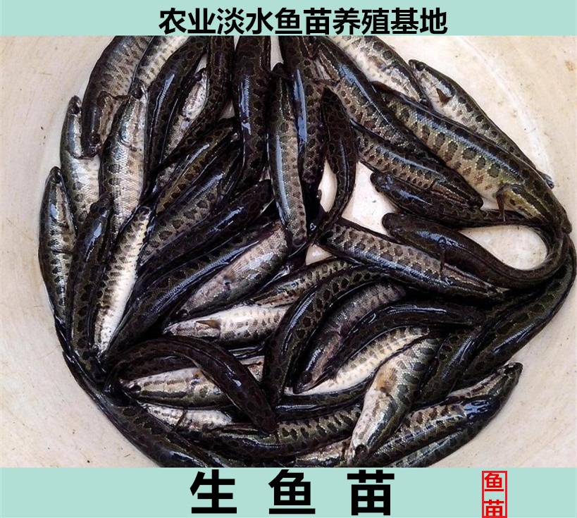 雜交生魚苗供應商直銷黑魚苗斑魚苗直銷烏鱧魚供應烏魚苗價格