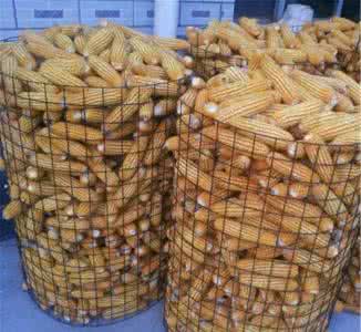 河北瀾盛金屬制造有限公司專業(yè)生產(chǎn) 圈玉米網(wǎng)