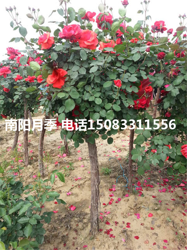 淮安月季花多少錢，鎮(zhèn)江市月季供應商，泰州市綠化月季銷售批發(fā) 浙江樹狀1.5至10公分樹狀月季