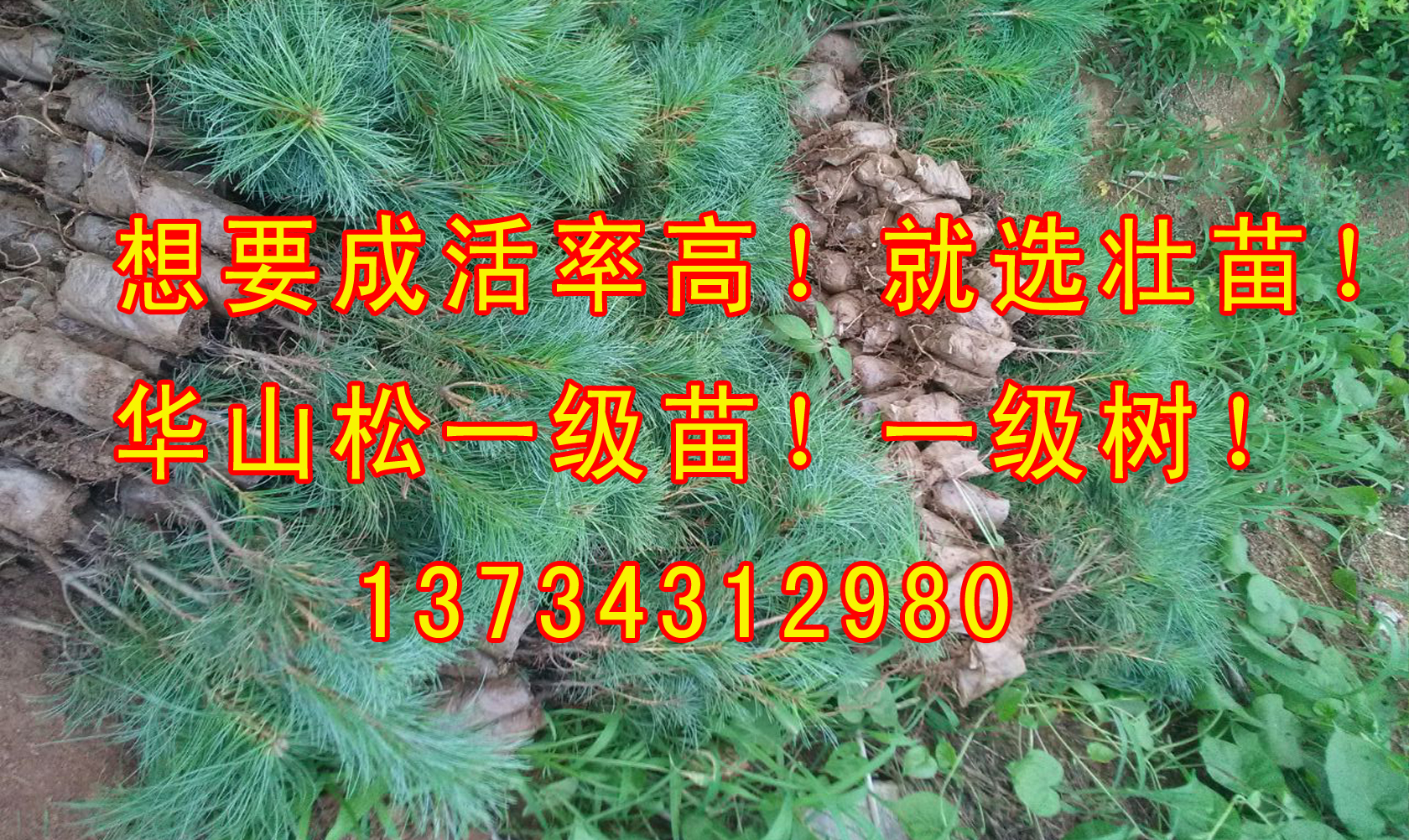 山東日照五蓮華山松樹苗大量批發(fā)出售聯(lián)系電話 華山松小苗