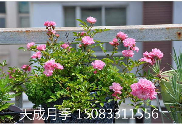 河南微型月季，河南微型月季基地，河南地被月季基地 河南省月季花種植技術(shù)