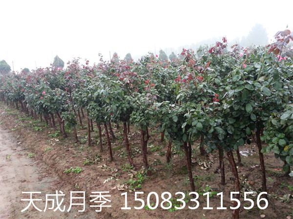 湖北省綠化月季品種 荊門市大花月季 咸寧市工程月季花 孝感市月季樹圖片