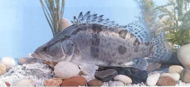 鰲花魚(yú) 鱖魚(yú) 季花魚(yú) 桂魚(yú) 桂花魚(yú)苗