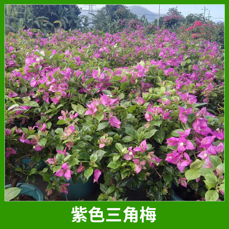 福建三角梅基地直銷紫色三角梅園藝綠化盆栽花卉三角梅盆景