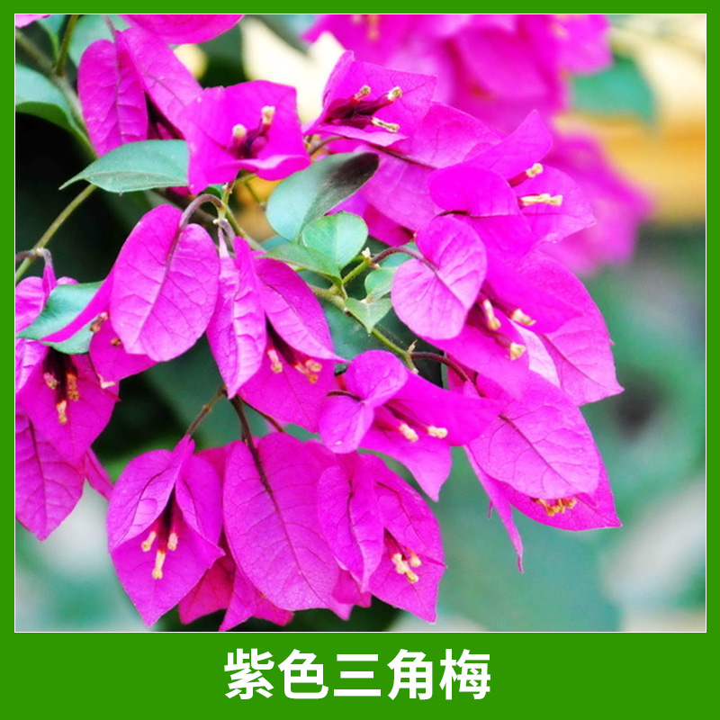 福建三角梅基地直銷紫色三角梅園藝綠化盆栽花卉三角梅盆景