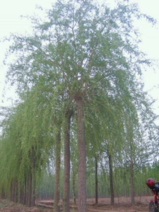 河北苗木基地 河北2-20公分柳樹批發(fā) 河北苗木批發(fā)