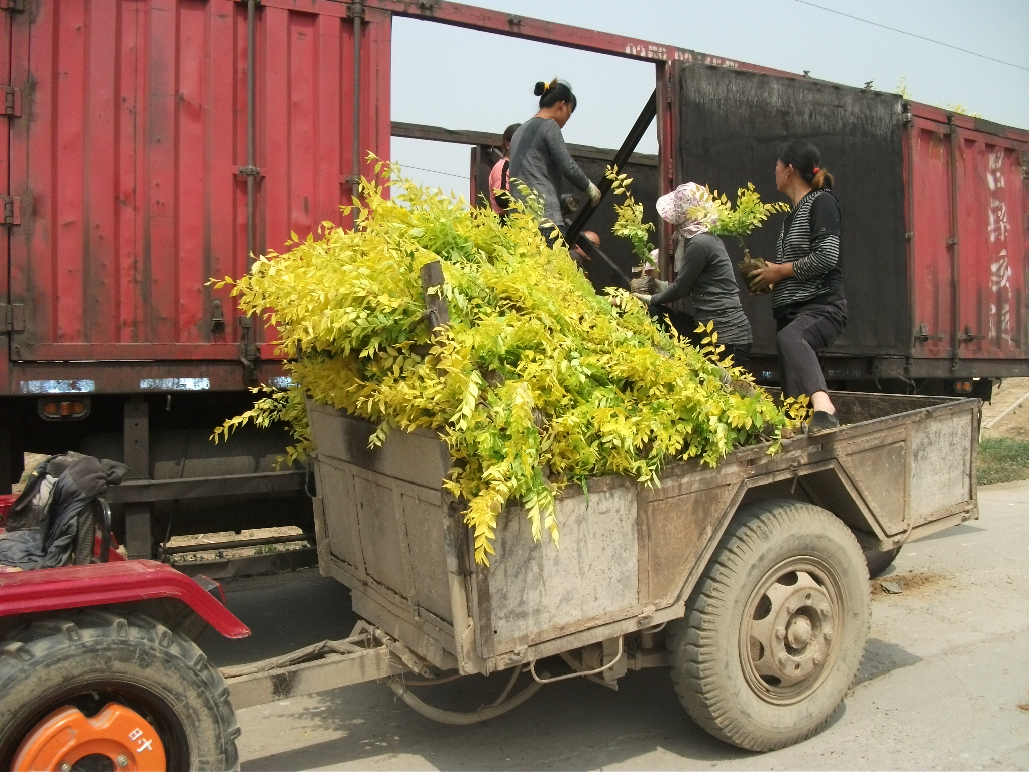 自產(chǎn)自銷：2-15cm金葉榆金葉榆基地保定金葉榆 高接金葉榆