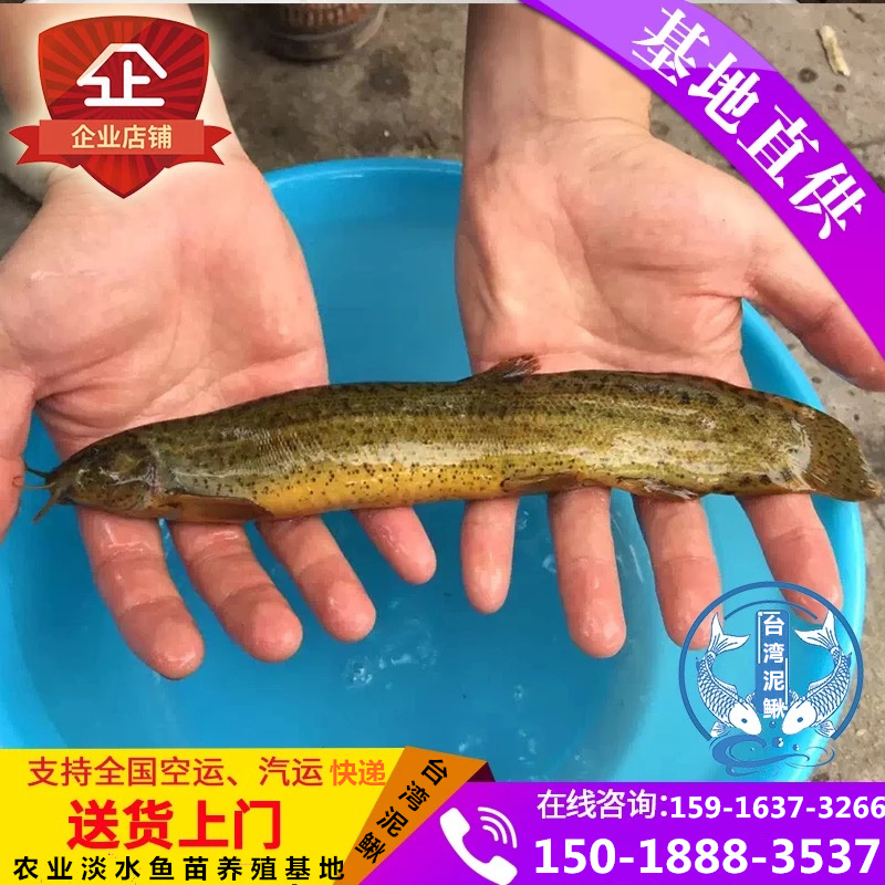 臺(tái)灣泥鰍魚苗直銷臺(tái)灣泥鰍魚苗供應(yīng)商直銷臺(tái)灣泥鰍臺(tái)灣泥鰍價(jià)格 臺(tái)灣泥鰍哪家好