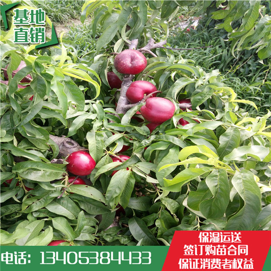 魯星一號(hào)油桃苗多少錢一棵 魯星一號(hào)油桃苗哪里便宜 魯星一號(hào)油桃苗哪有賣