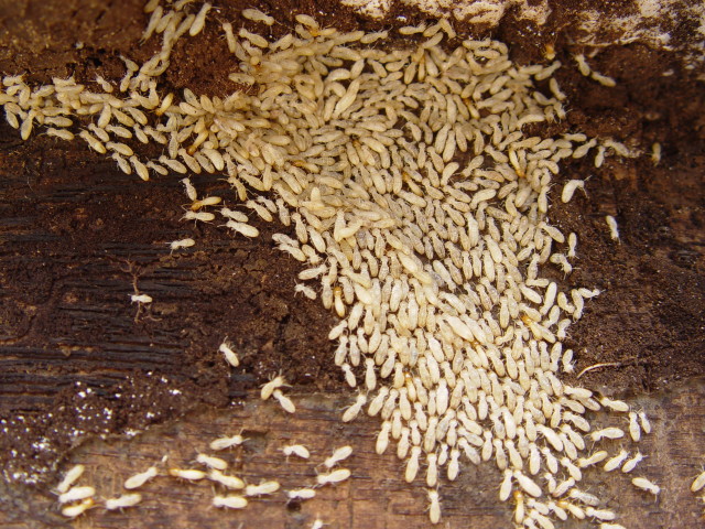 深圳滅白蟻服務(wù)聯(lián)系電話 深圳滅白蟻服務(wù)公司 深圳滅白蟻服務(wù)價(jià)格