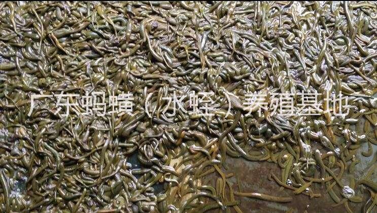 螞蟥青年苗報價/螞蟥苗價格/螞蟥養(yǎng)殖基地/螞蟥青年苗/螞蟥青年苗