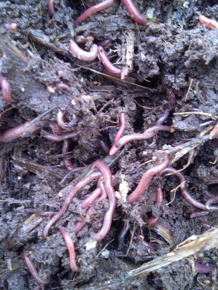 郴州蚯蚓價格哪家便宜，郴州蚯蚓養(yǎng)殖批發(fā)，蚯蚓哪家好