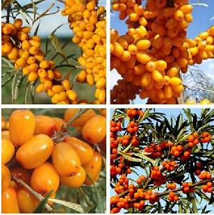 沙棘純果粉 * 蛋白質(zhì)含量高