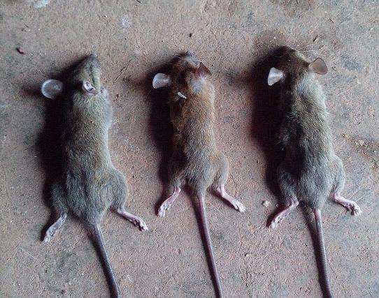 番禺蟲害防治 番禺蟲害防治價格 番禺蟲害防治多少錢 番禺蟲害防治怎么收費 番禺蟲害防 番禺蟲害防治公司