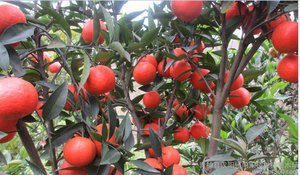 美國(guó)糖桔苗 糖桔苗供應(yīng) 哪里有糖桔苗賣(mài)