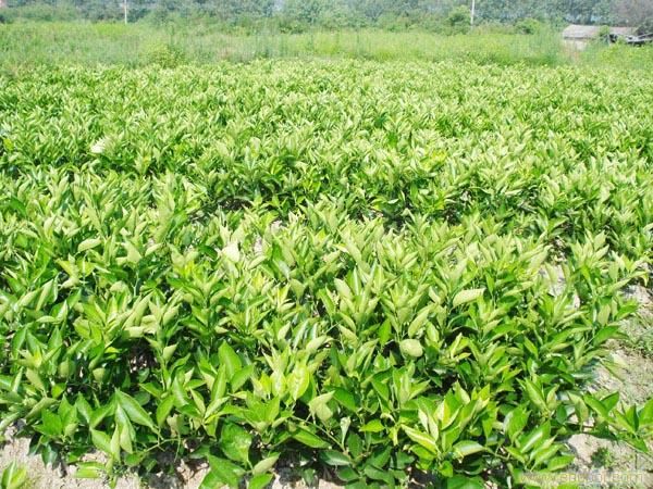 美國(guó)糖桔苗 糖桔苗供應(yīng) 哪里有糖桔苗賣(mài)