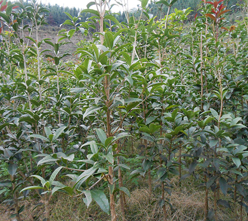 桂花苗 桂花苗供應(yīng) 桂花苗報(bào)價(jià)