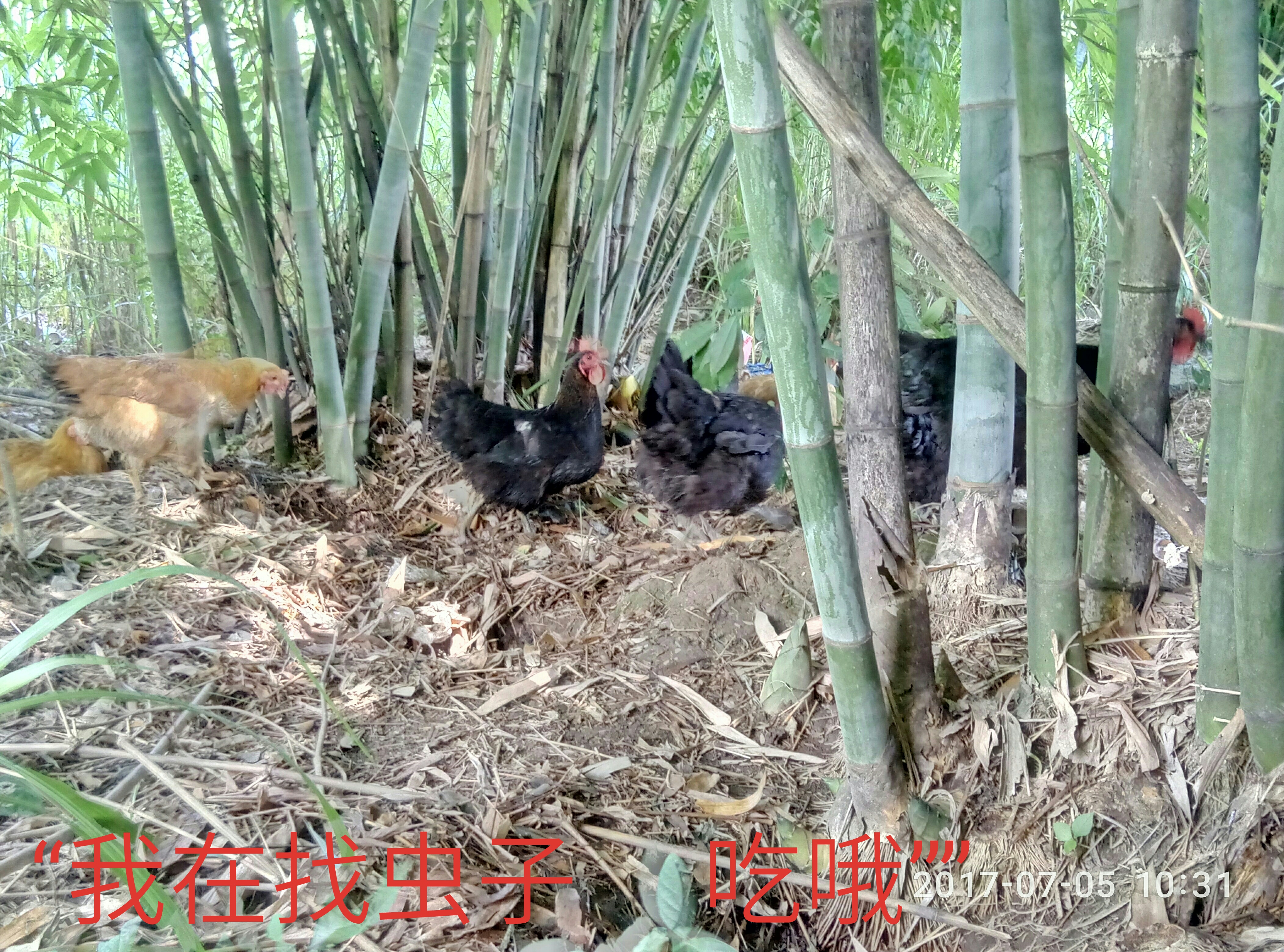 供應(yīng)本土走地雞/月子雞/好吃的雞/農(nóng)民雞，山里現(xiàn)捉現(xiàn)賣