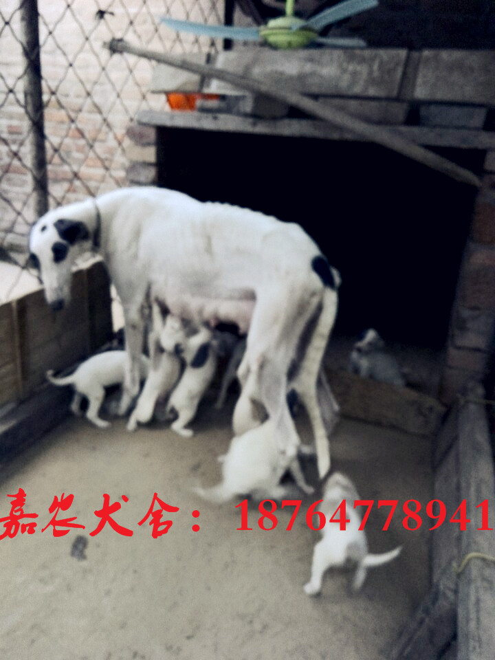 哪里有賣格力犬小狗的，格力犬價(jià)格