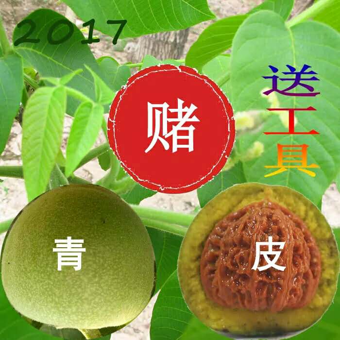 文玩核桃批發(fā)價(jià)格，麻核桃報(bào)價(jià) 文玩核桃批發(fā)價(jià)格，麻核桃報(bào)價(jià)， 文玩核桃批發(fā)價(jià)格，麻核桃報(bào)價(jià)，撒
