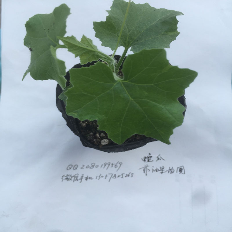 蛇瓜 泰國雜交蛇瓜 蛇瓜哪里有賣 蛇瓜種植方法