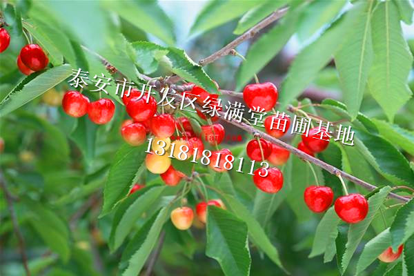 泰安市櫻桃苗哪里便宜、早大果櫻桃苗批發(fā)商-泰安綠滿堂苗圃基地