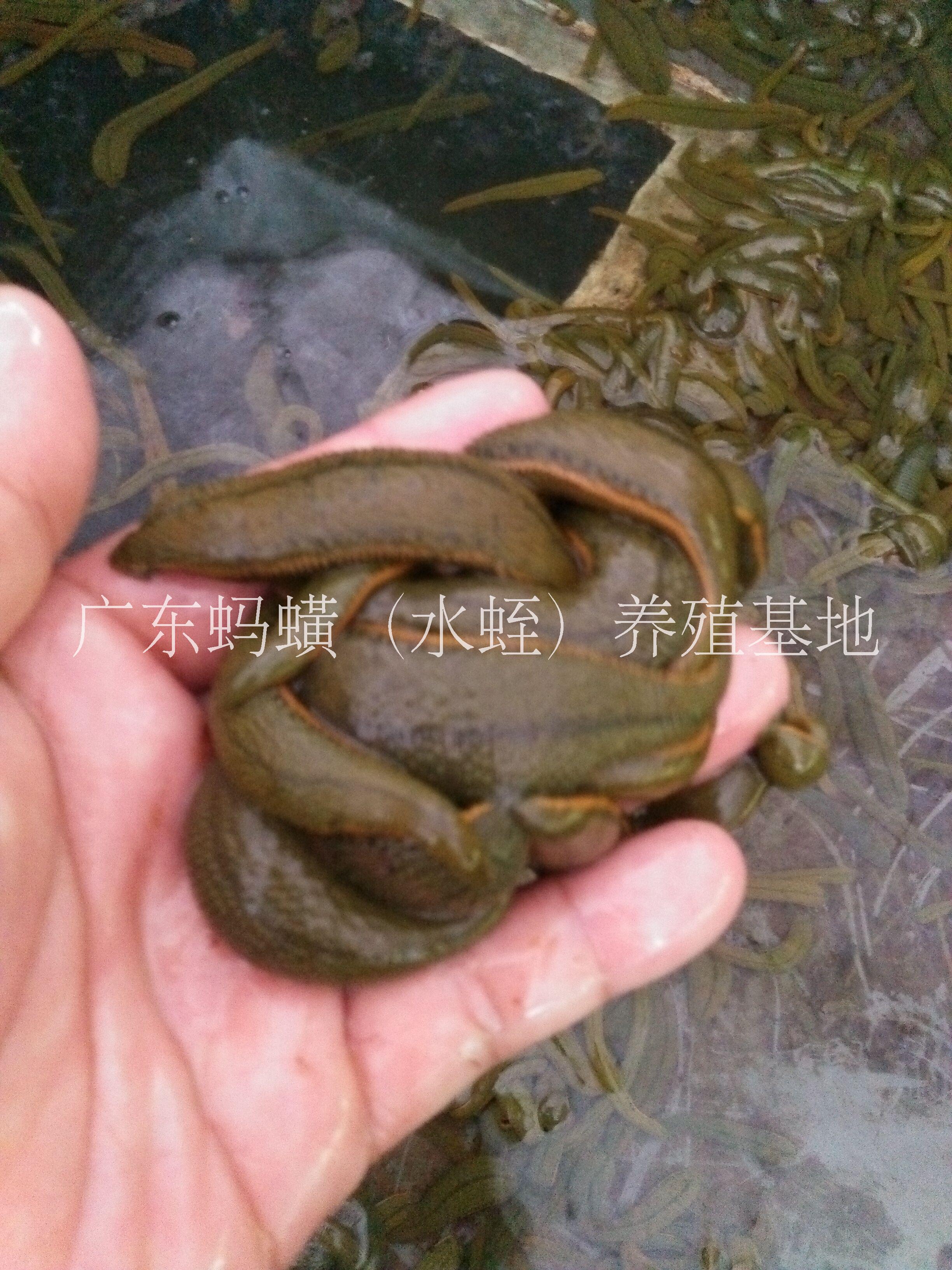 吸血醫(yī)用水蛭螞蟥@醫(yī)用水蛭螞蟥@醫(yī)用吸血水蛭螞蟥@醫(yī)用水蛭螞蟥