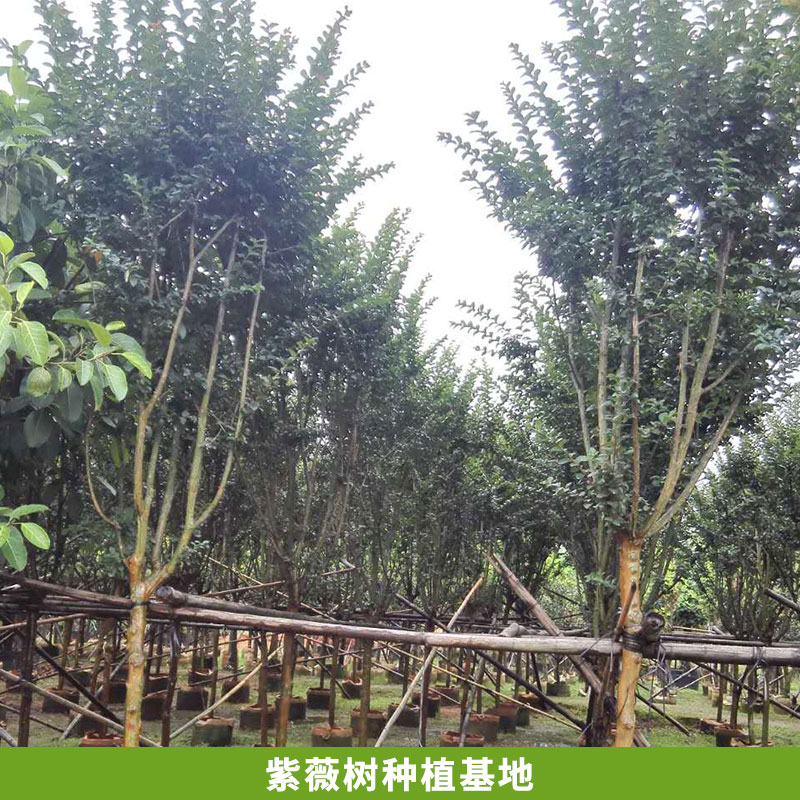 紫薇樹種植基地 供應(yīng)造型 紫薇樹 紫薇樹樁 紫薇百年樹樁 種植技術(shù)