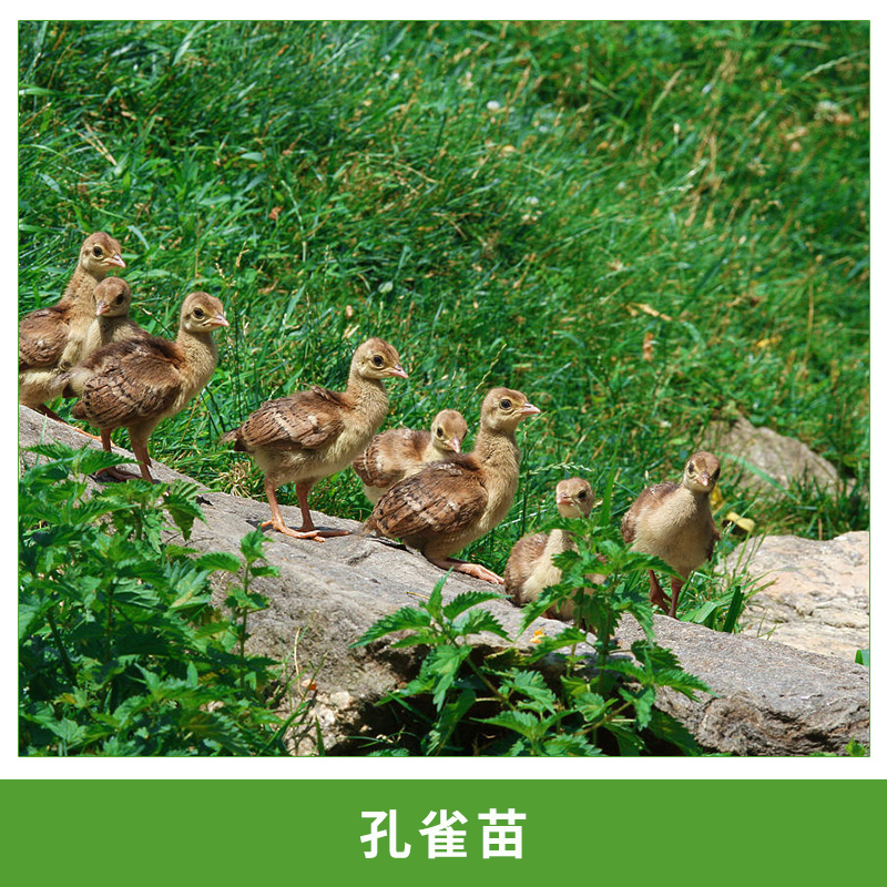 熱銷高存活*苗**活體觀賞鳥*種苗批發(fā)包郵包活