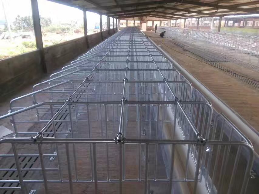 利祥農(nóng)牧供應(yīng)養(yǎng)豬設(shè)備 母豬復(fù)合漏糞板定位欄