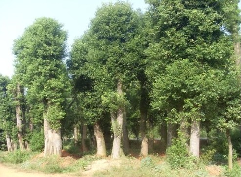 供應(yīng)廣東樟樹、樟樹基地、樟樹價格