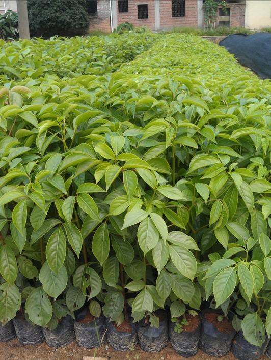 秋楓樹(shù)基地、供應(yīng)秋楓樹(shù)、秋楓樹(shù)價(jià)格