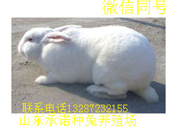 新西蘭兔種兔報(bào)價(jià) 比利時(shí)肉兔價(jià)格