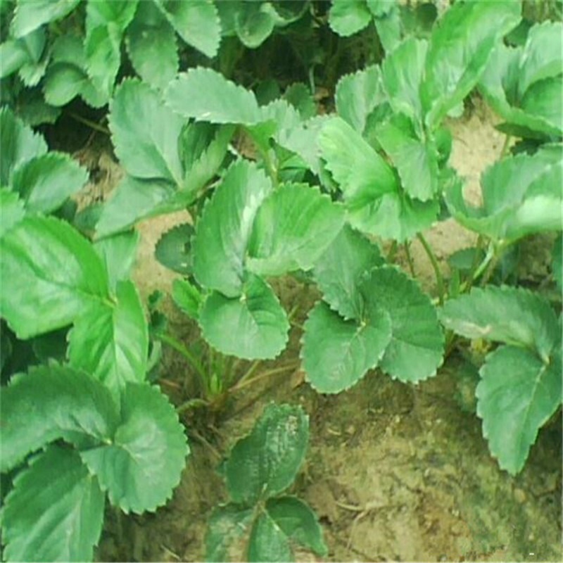 基地常年培育草莓苗紅顏 章姬 法蘭地脫都二代草莓苗 三葉一心  山基地常年培育草莓苗紅顏 章姬