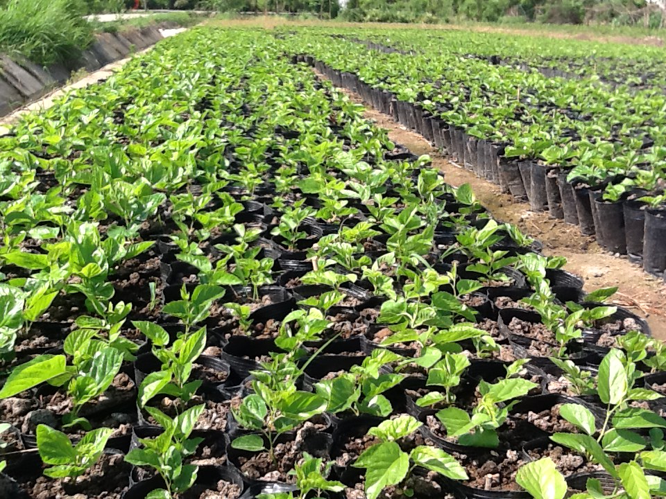 供應長果桑紅果3號，海寧長果桑合作社，長果桑品種