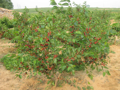 四季果桑 哪里有果桑苗賣 桑苗供應(yīng)