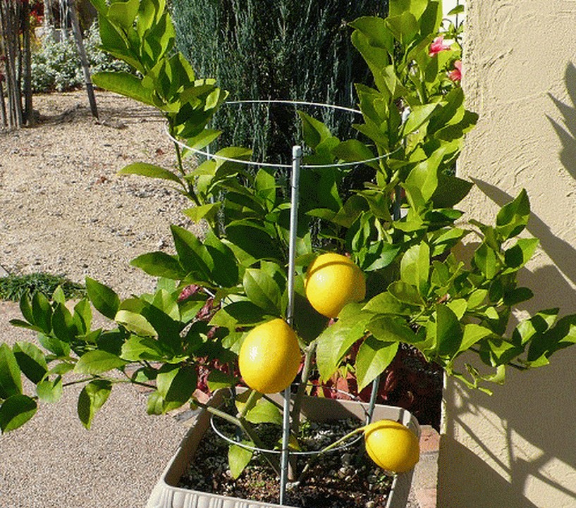 檸檬苗 水果苗基地 優(yōu)質(zhì)檸檬苗供應(yīng)商