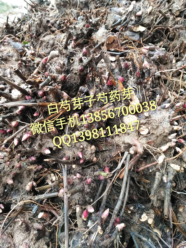 種植白芍芽子技術(shù)  回收鮮白芍  芍藥苗