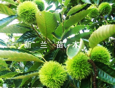 板栗苗  板栗苗 供應(yīng)商 板栗苗 廠家 板栗苗 批發(fā)