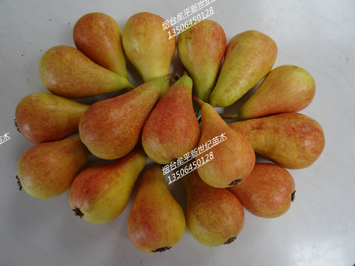 珍珠香梨廠家，珍寶香梨價(jià)格，早熟梨苗批發(fā)價(jià)