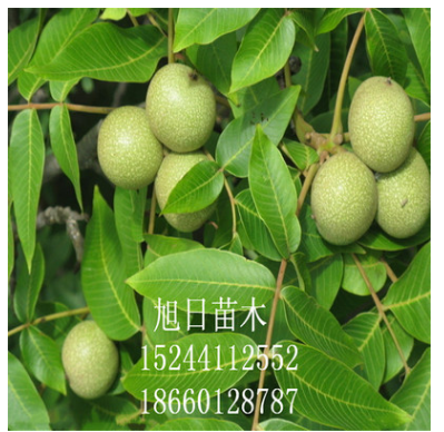 大量出售核桃樹 品種齊全核桃樹 * 可簽訂合同 核桃核桃樹