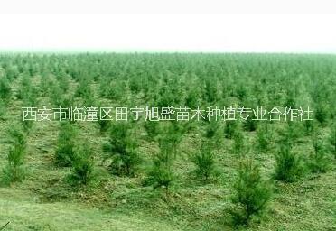 優(yōu)質白皮松樹苗*供應白皮松樹苗西安果樹苗木種植苗圃