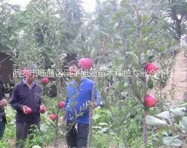 供應(yīng)紅肉蘋果樹苗西安果樹苗木種植苗圃瑞士紅肉蘋果瑞士紅*愛